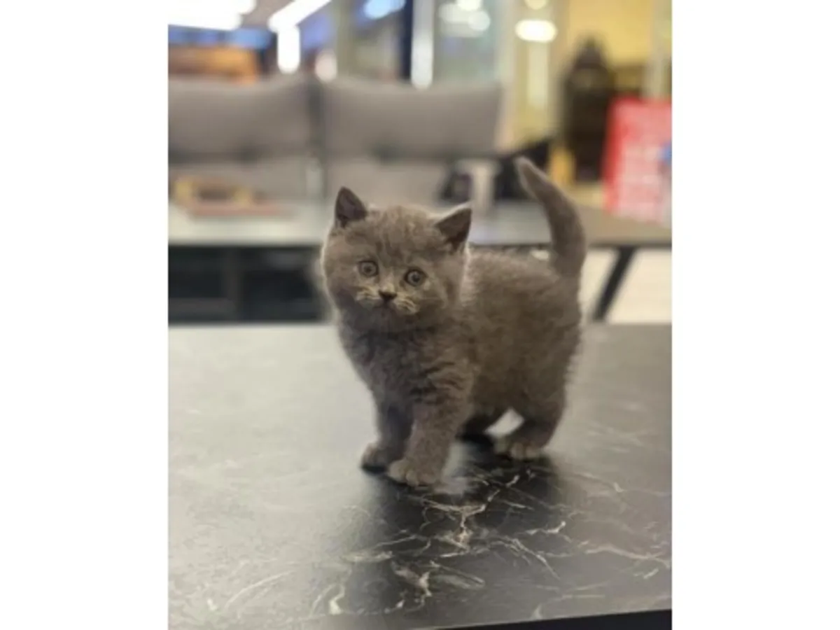 英国短毛猫，平静而平衡的蓝色，有售