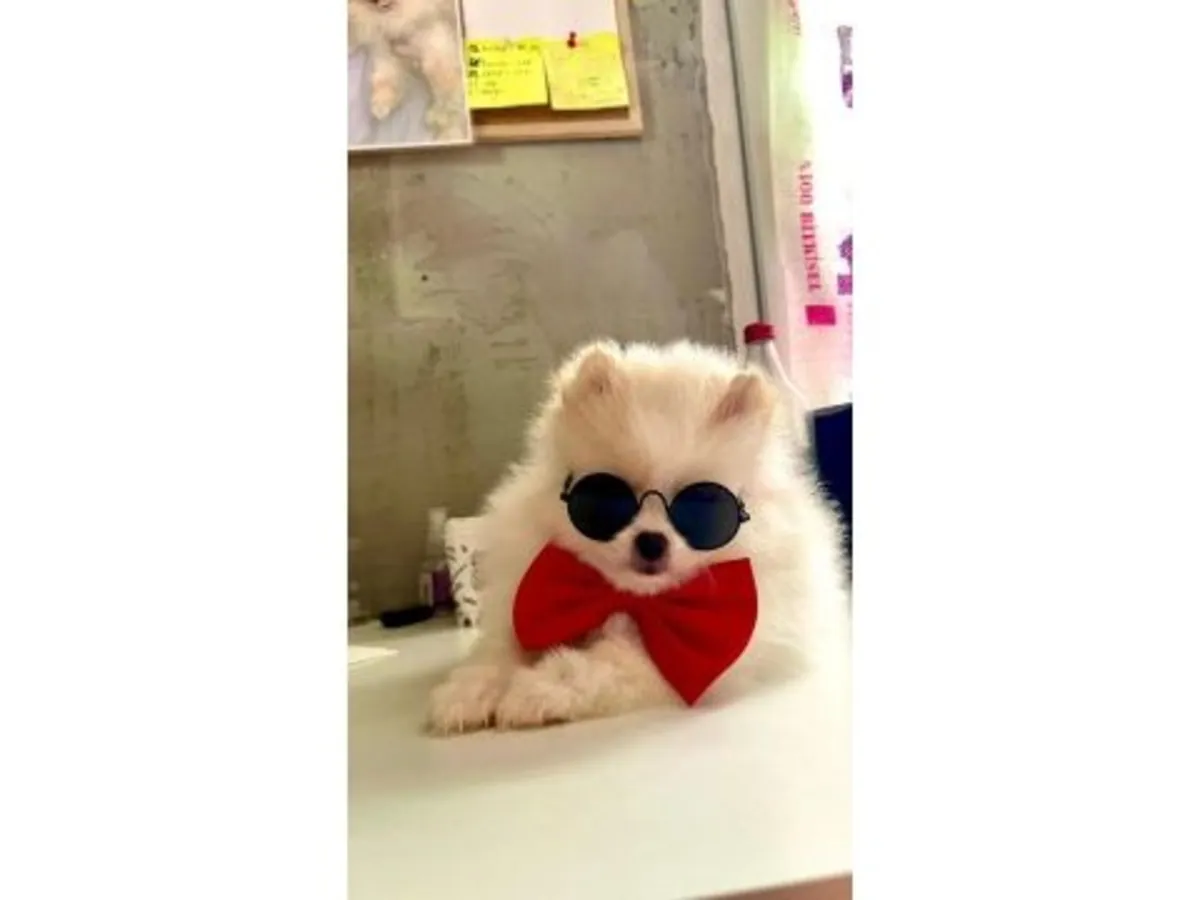 体型娇小、性格友善且细心的白色博美犬