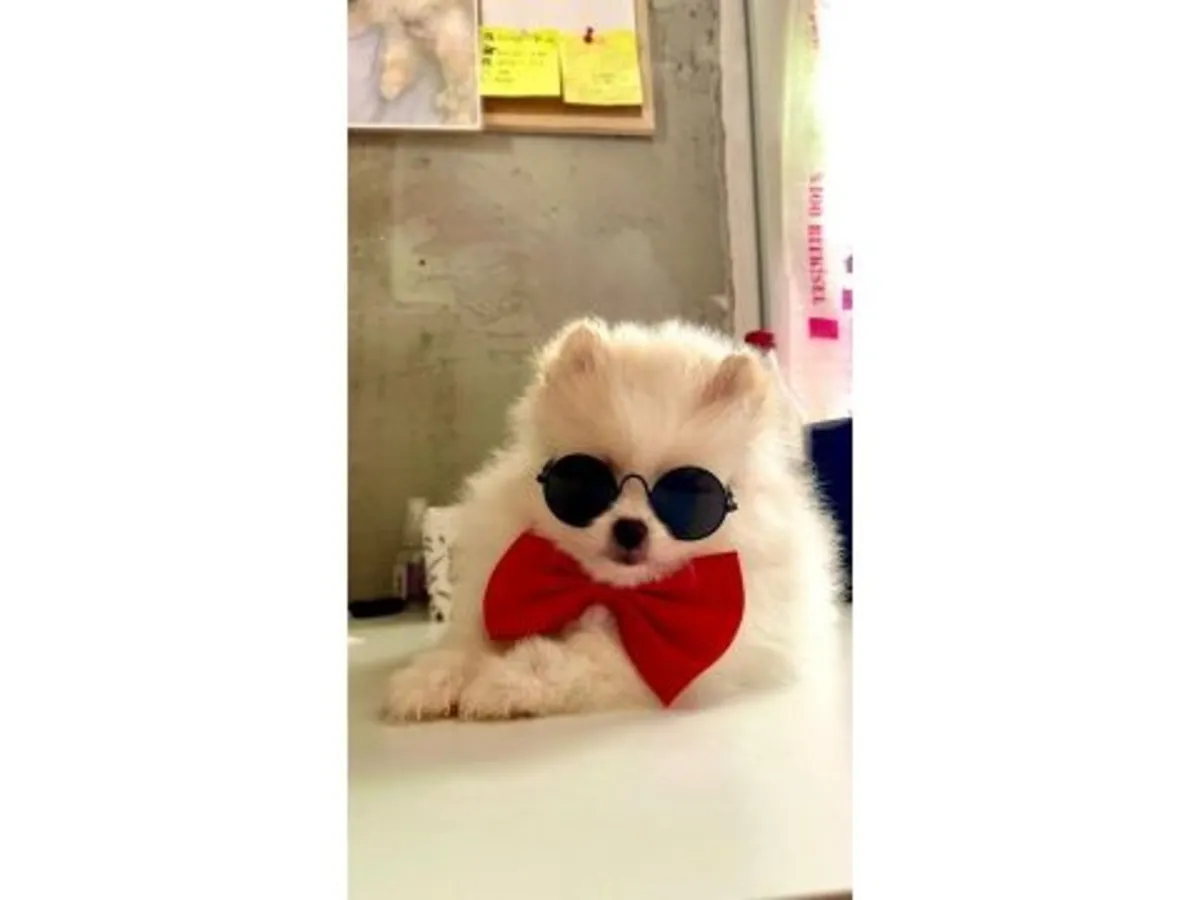 体型娇小、性格友善且细心的白色博美犬