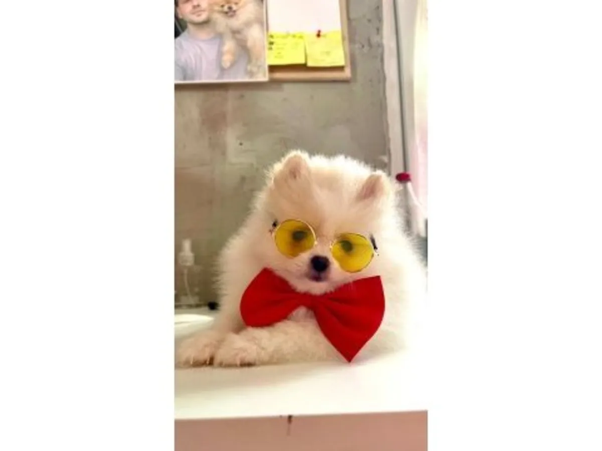 体型娇小、性格友善且细心的白色博美犬