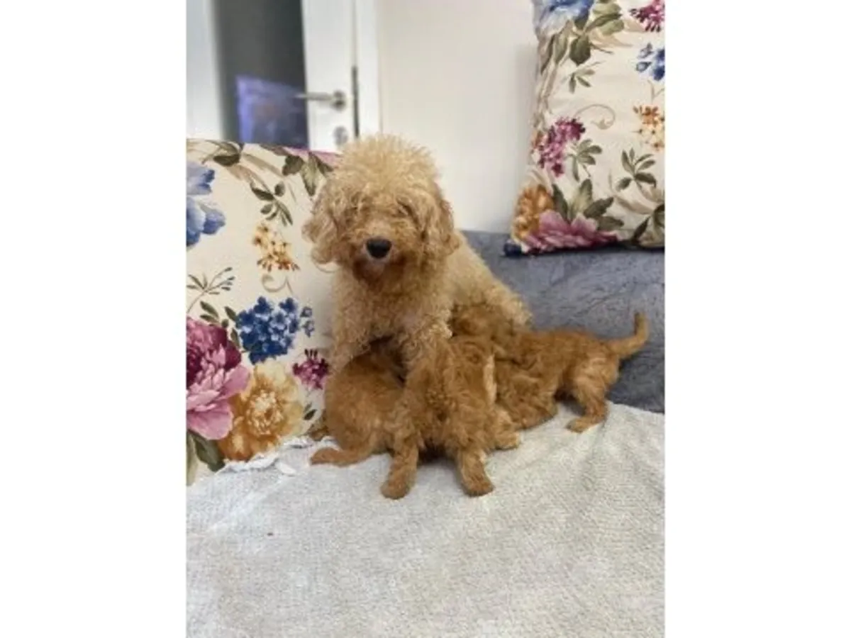 性格温顺的成年棕色贵宾犬，可供有爱心人士领养。