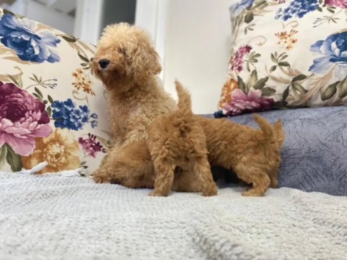 性格温顺的成年棕色贵宾犬，可供有爱心人士领养。