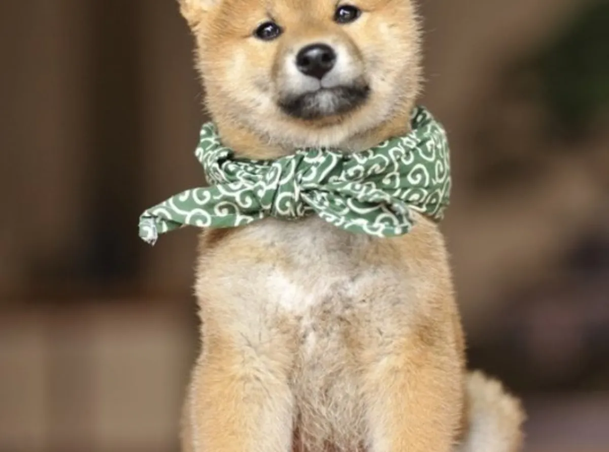 独立但忠诚的红色柴犬待售