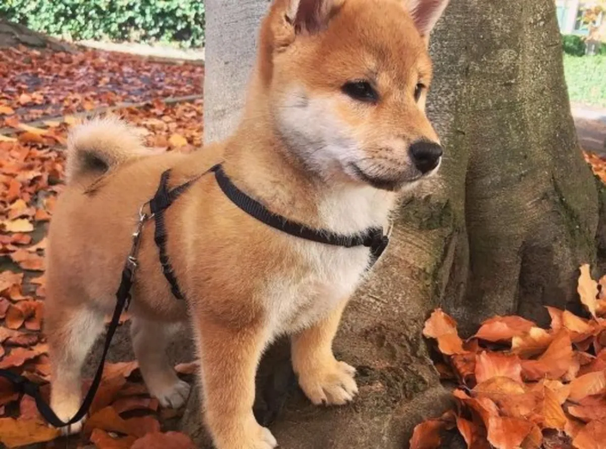 独立但忠诚的红色柴犬待售