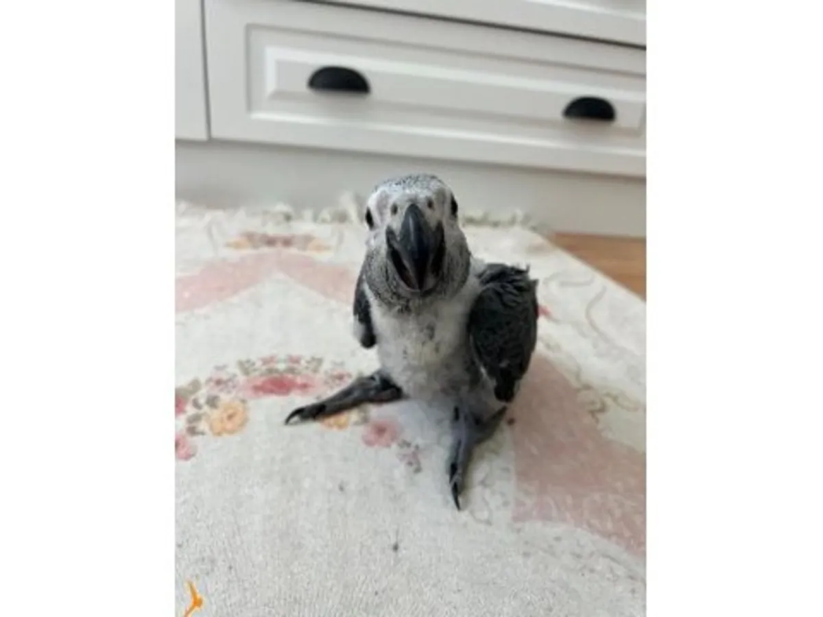 非洲灰鹦鹉 Jaco 正在寻找一位负责任的主人