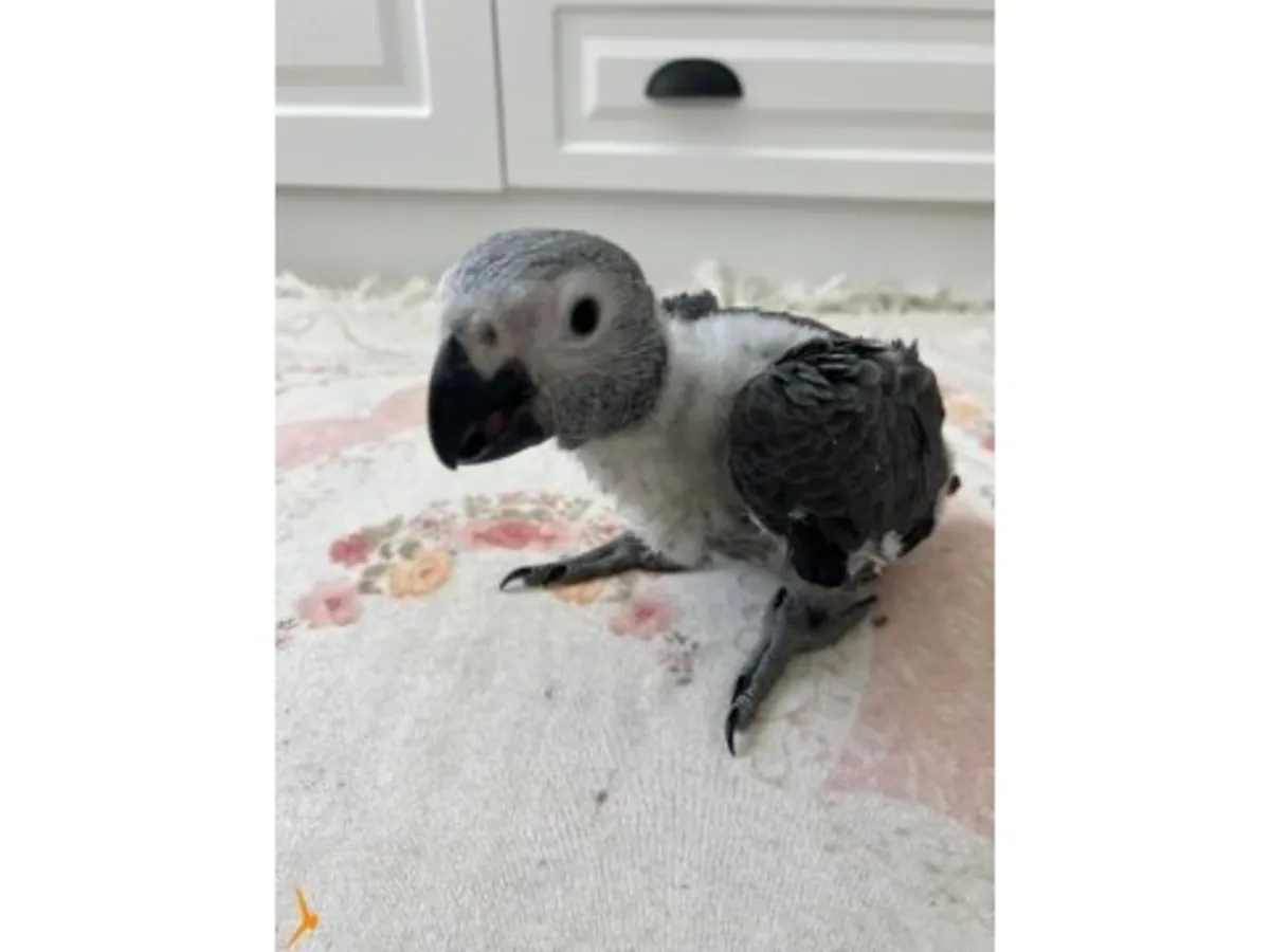 非洲灰鹦鹉 Jaco 正在寻找一位负责任的主人