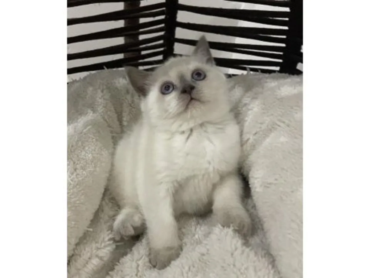 英国短毛猫，蓝色，性格平衡