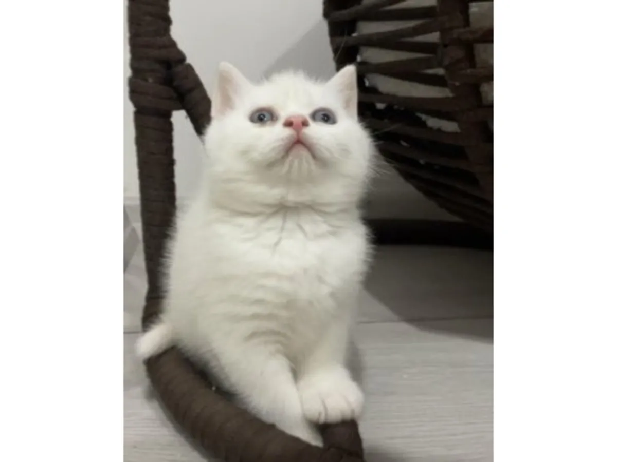 英国短毛猫，蓝色，性格平衡