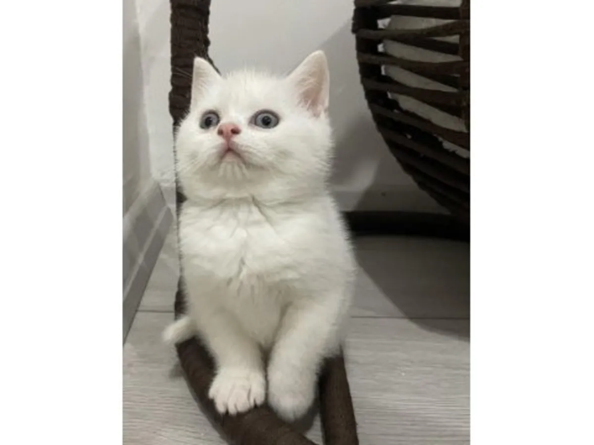 英国短毛猫，蓝色，性格平衡