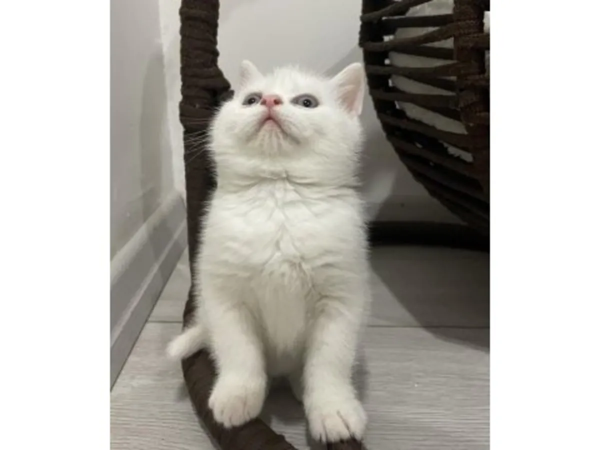 英国短毛猫，蓝色，性格平衡