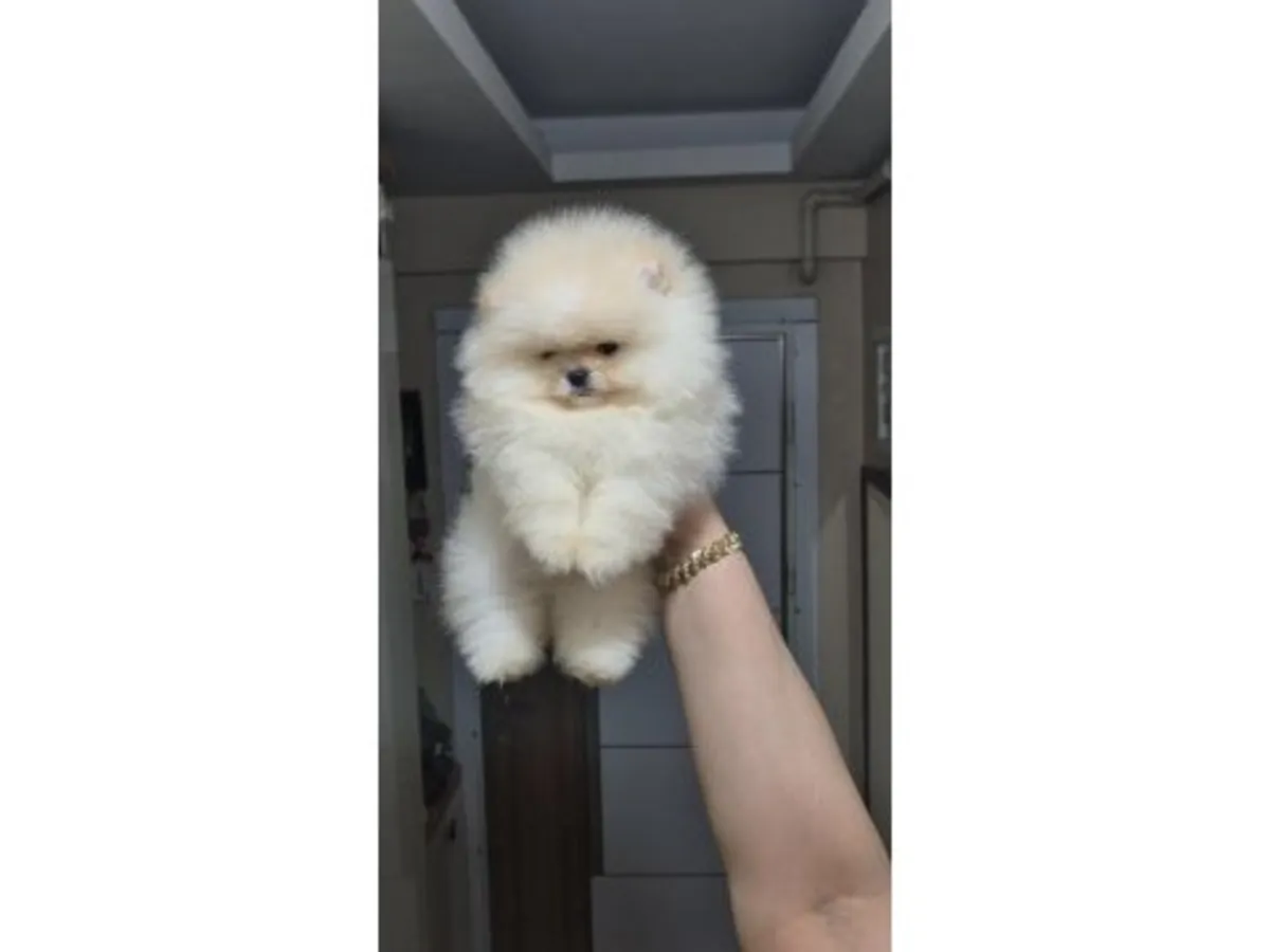 一只性格开朗友好的白色博美犬