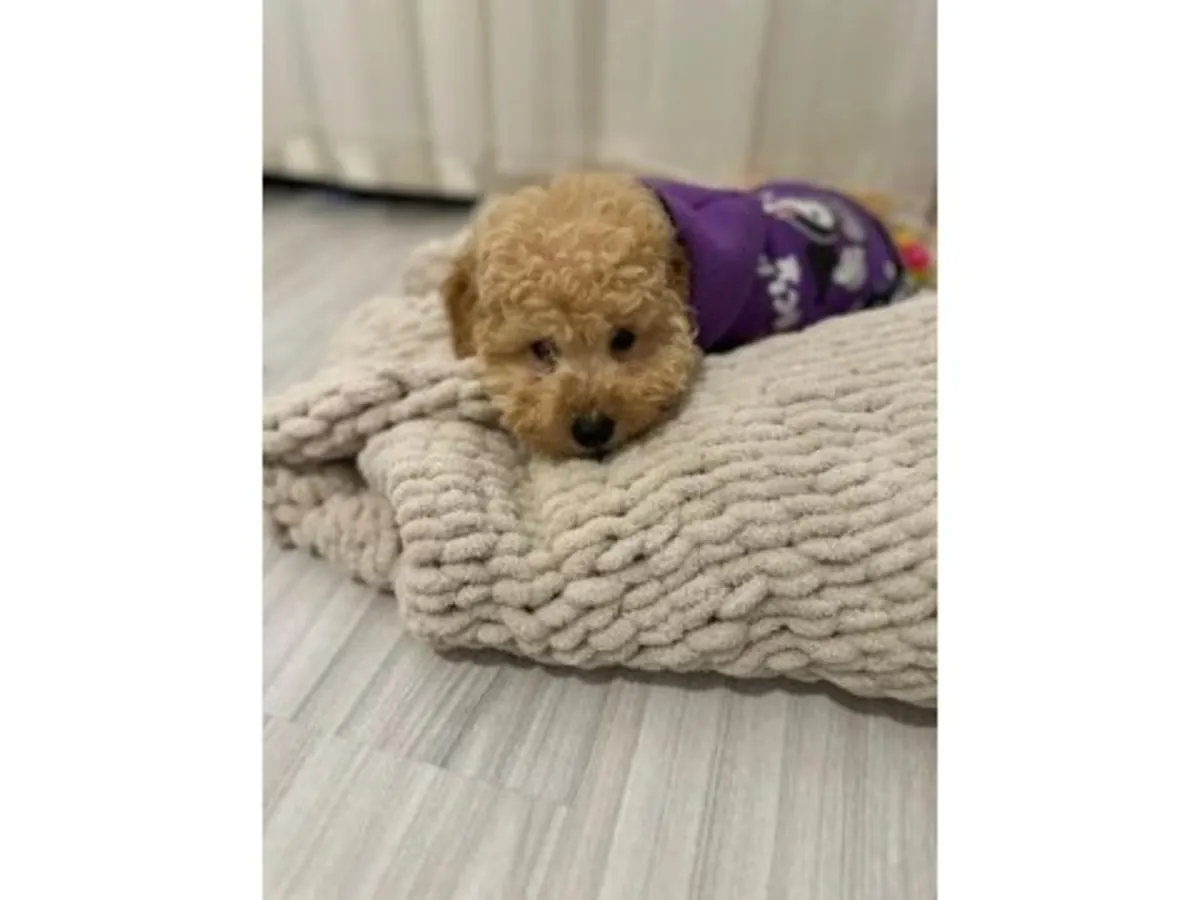 棕色贵宾犬正在寻找新家