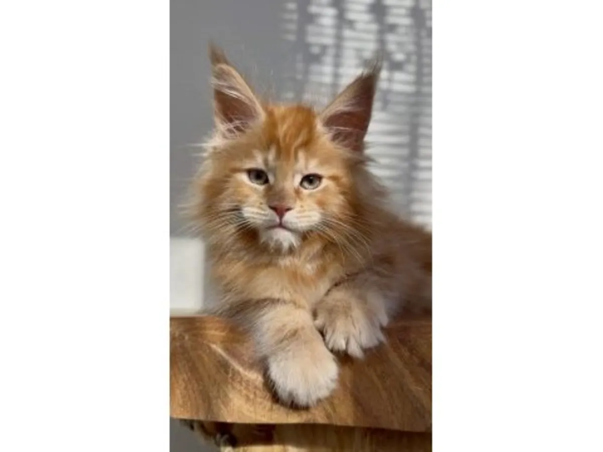 一只外表出众、性格温顺的缅因猫