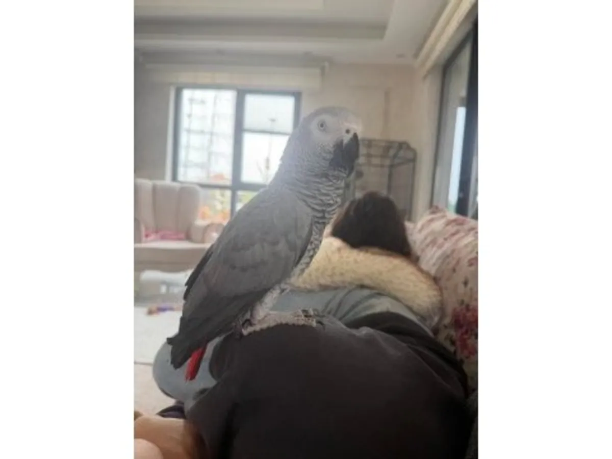 一只语言能力很强的灰色鹦鹉正在寻找一个稳定的家。