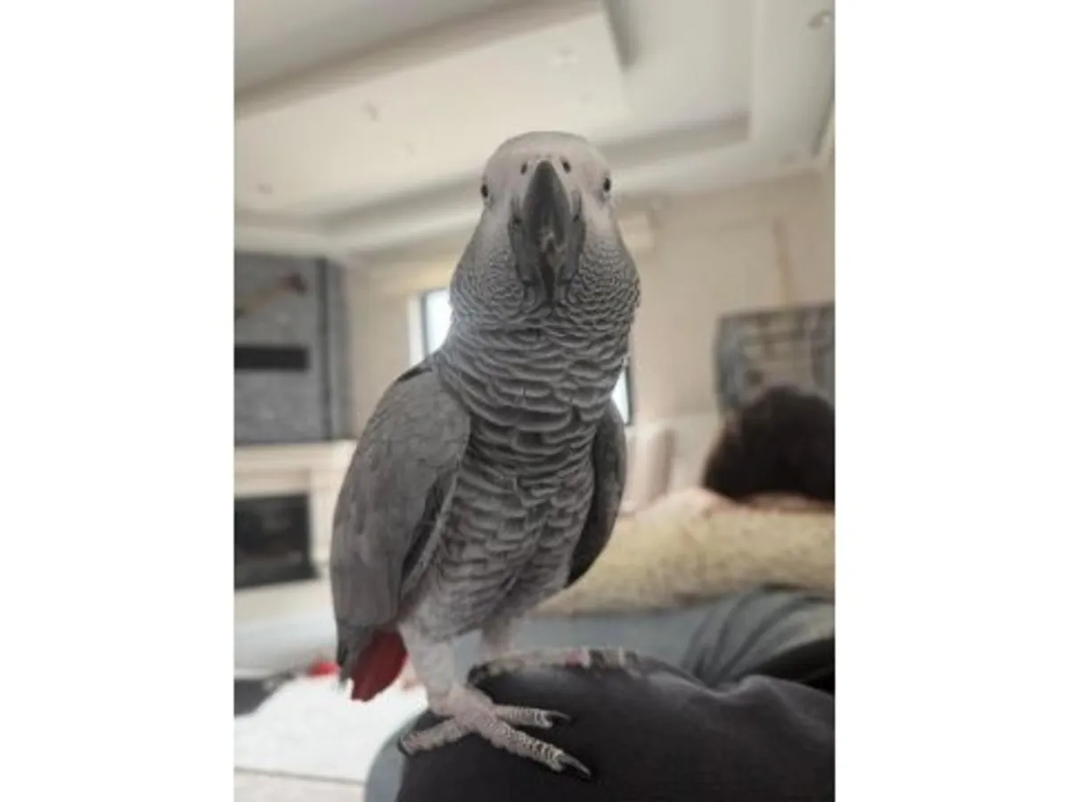 一只语言能力很强的灰色鹦鹉正在寻找一个稳定的家。