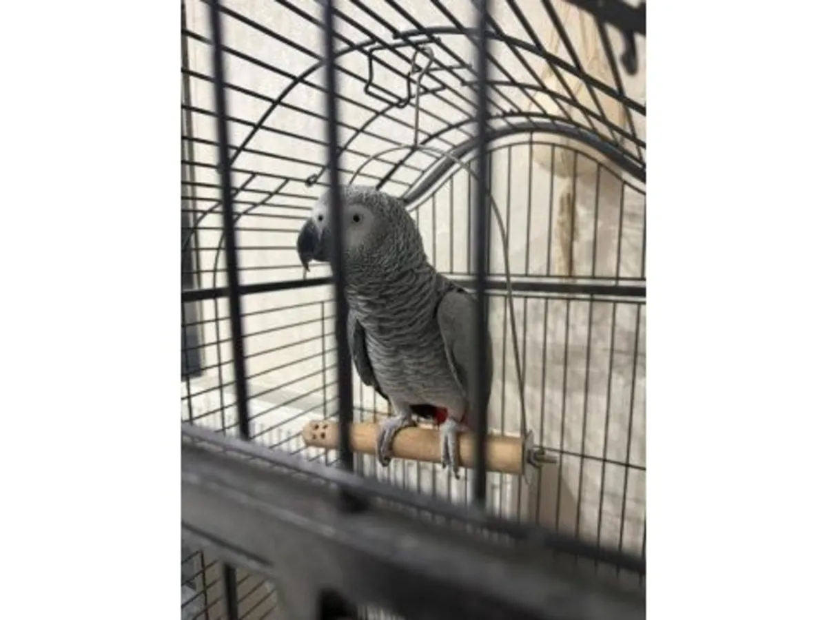一只语言能力很强的灰色鹦鹉正在寻找一个稳定的家。
