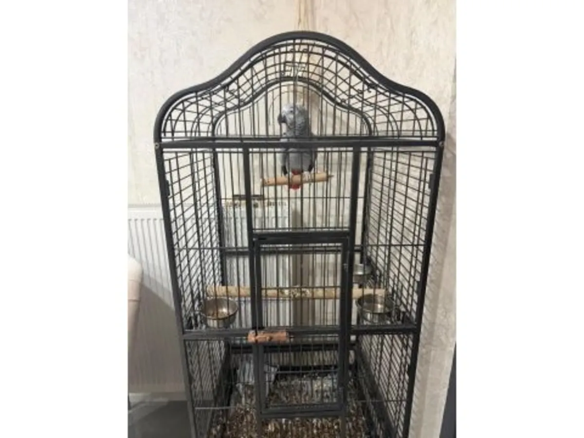 一只语言能力很强的灰色鹦鹉正在寻找一个稳定的家。