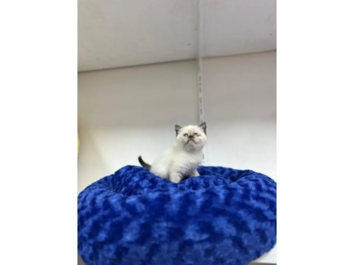 英国短毛猫，淡紫色，性格温顺。