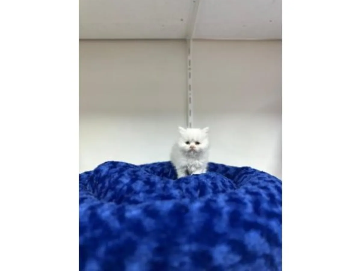 英国短毛猫，淡紫色，性格温顺。