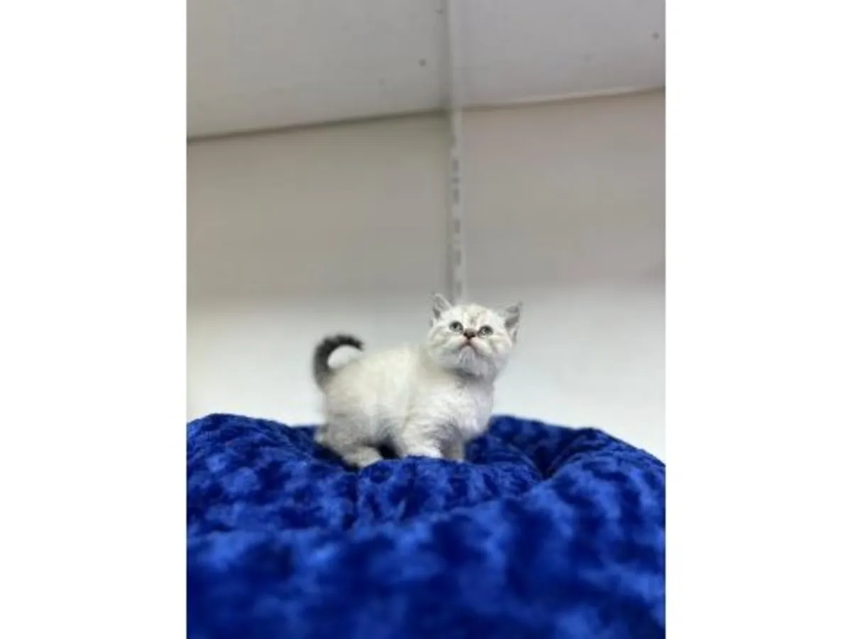 英国短毛猫，淡紫色，性格温顺。