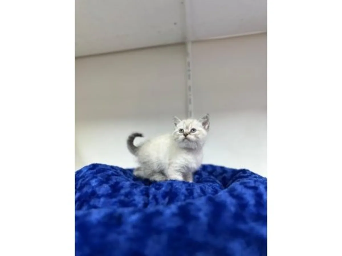 英国短毛猫，淡紫色，性格温顺。