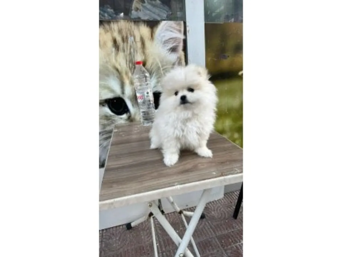 白色博美犬是一种体型娇小、性格友善的犬种。