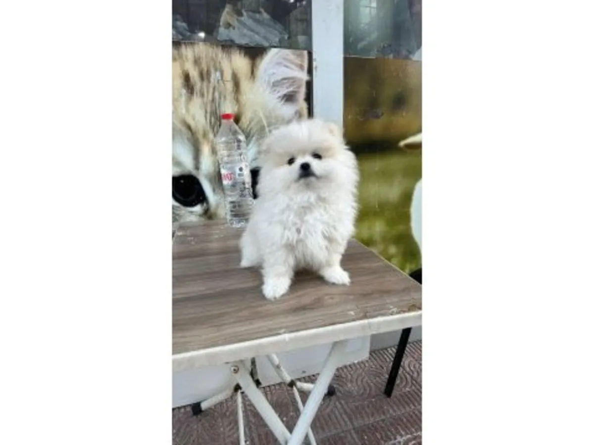 白色博美犬是一种体型娇小、性格友善的犬种。