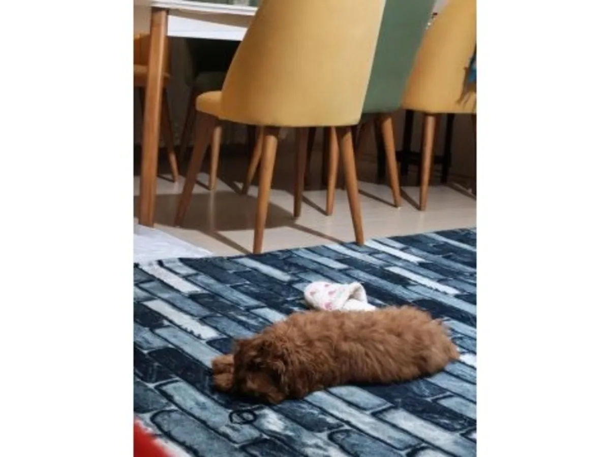 一只性格温顺的棕色贵宾犬正在寻找新家。