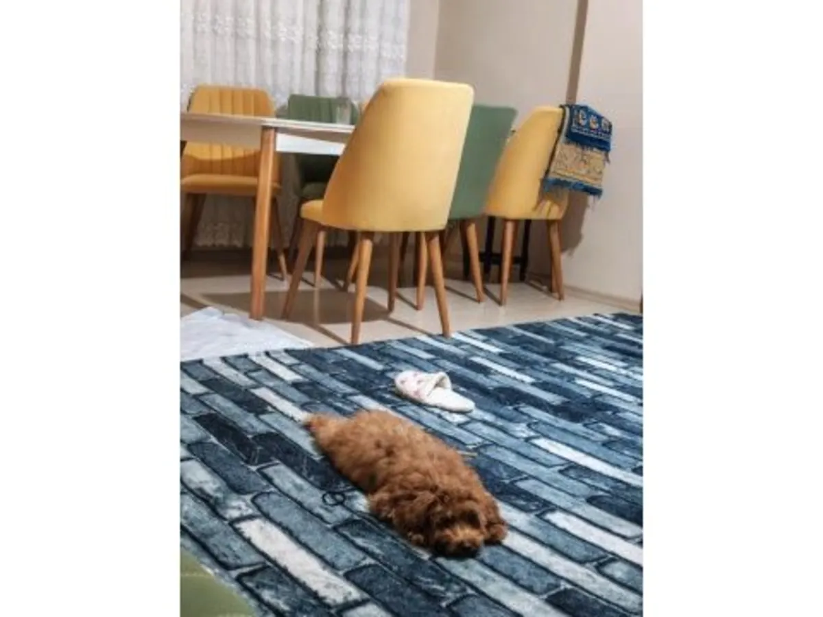 一只性格温顺的棕色贵宾犬正在寻找新家。