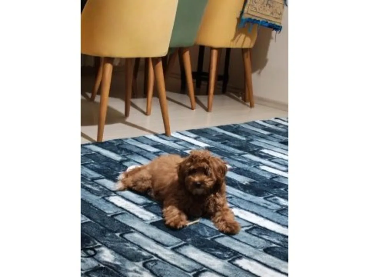 一只性格温顺的棕色贵宾犬正在寻找新家。