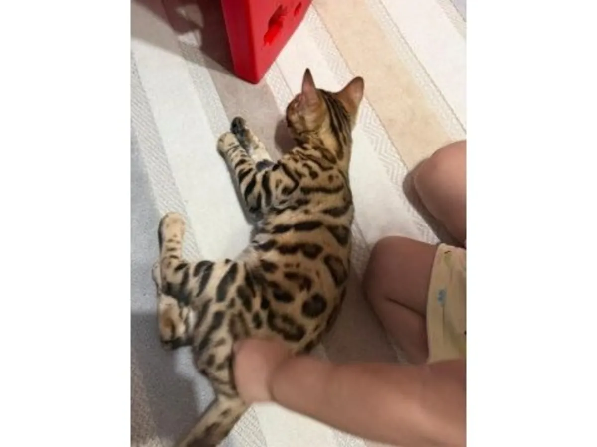 一只毛色鲜艳、性格活泼的孟加拉猫