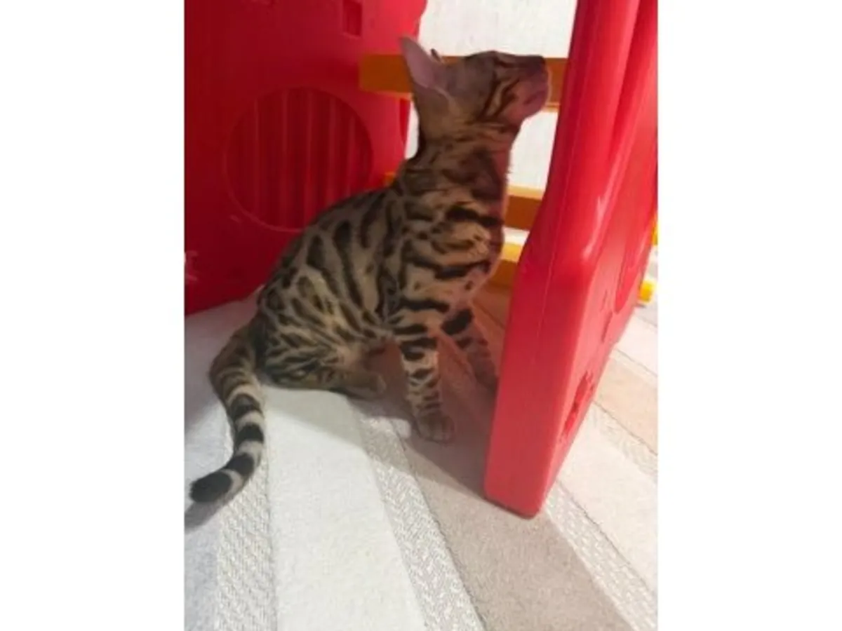 一只毛色鲜艳、性格活泼的孟加拉猫