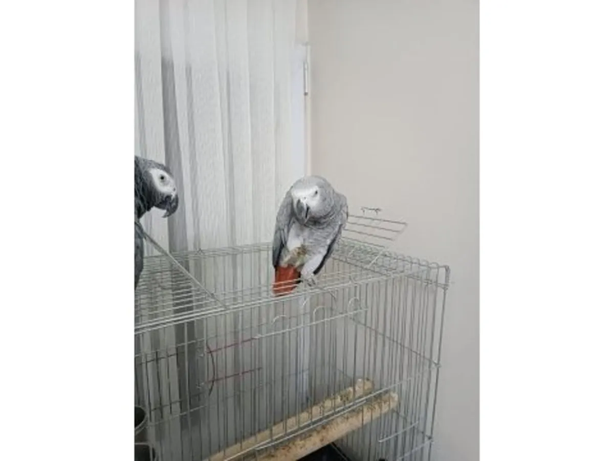 聪明且亲人的非洲灰鹦鹉寻找新家庭