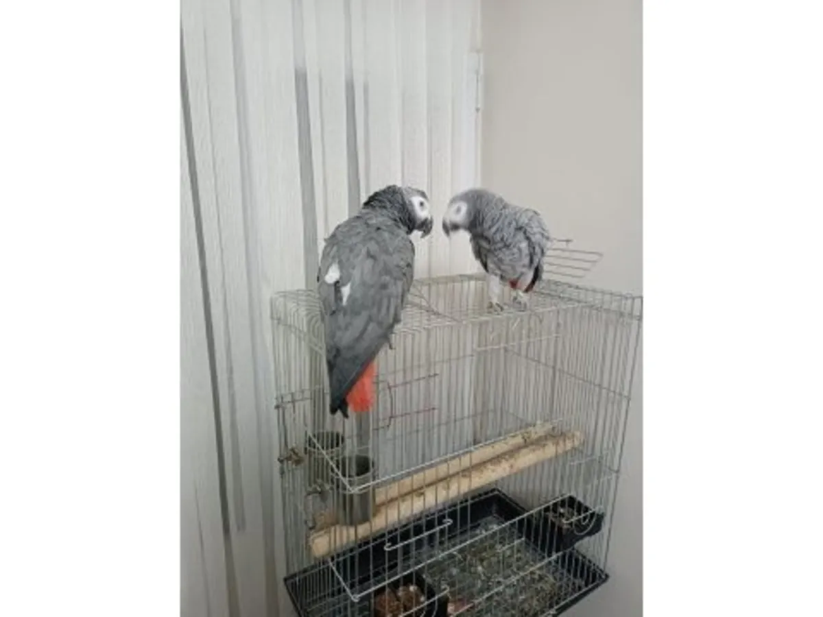 聪明且亲人的非洲灰鹦鹉寻找新家庭