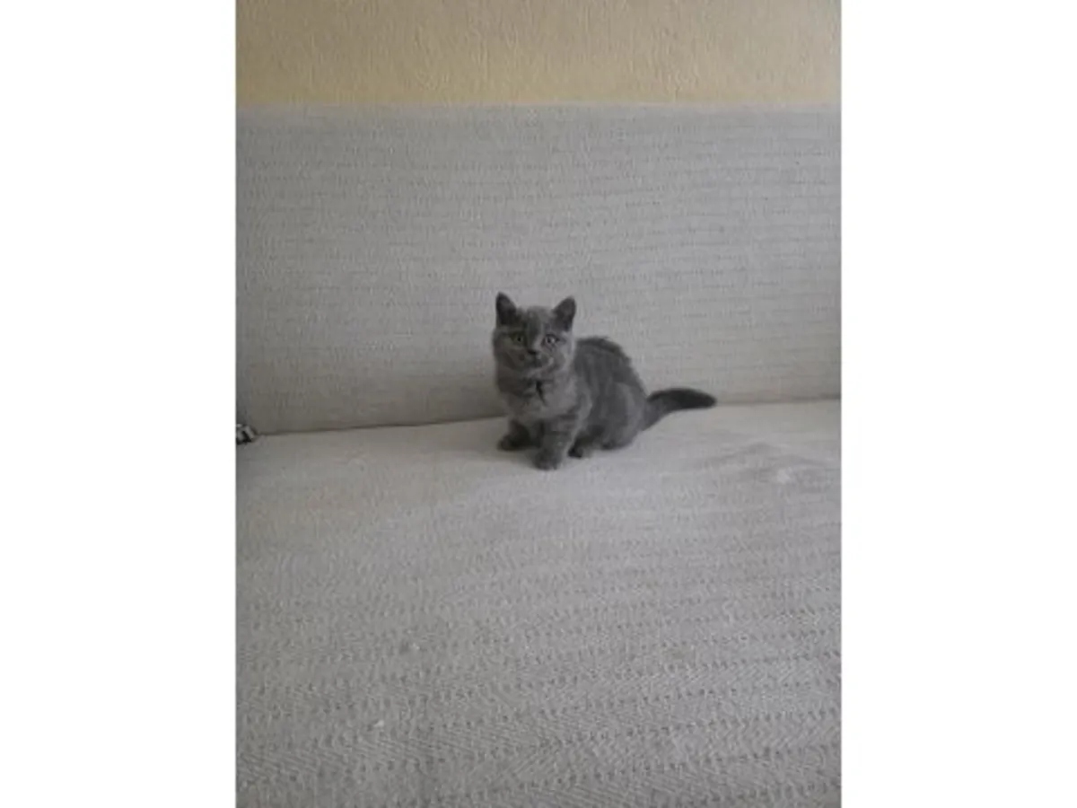 性格沉稳的英国短毛猫对外出售