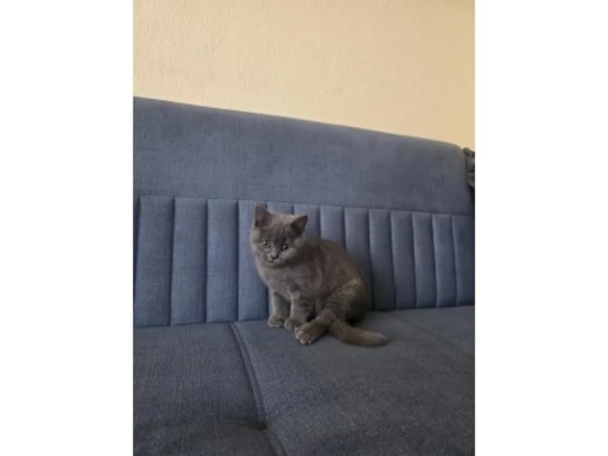 性格沉稳的英国短毛猫对外出售