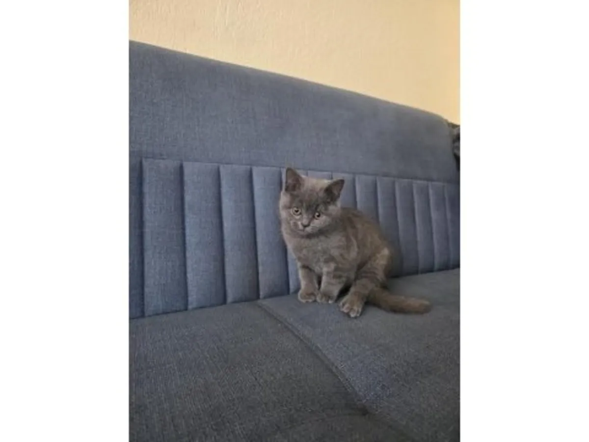 性格沉稳的英国短毛猫对外出售