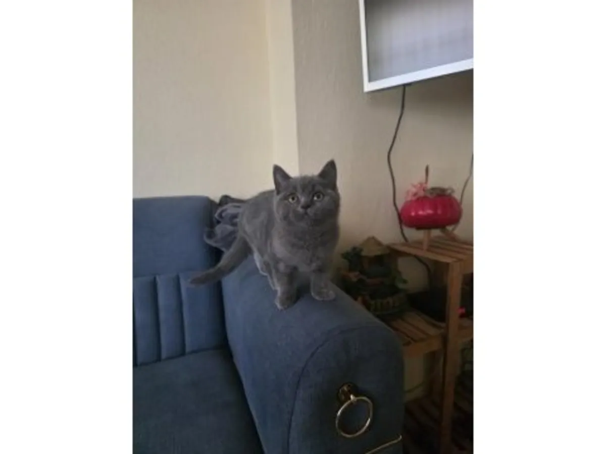 性格沉稳的英国短毛猫对外出售