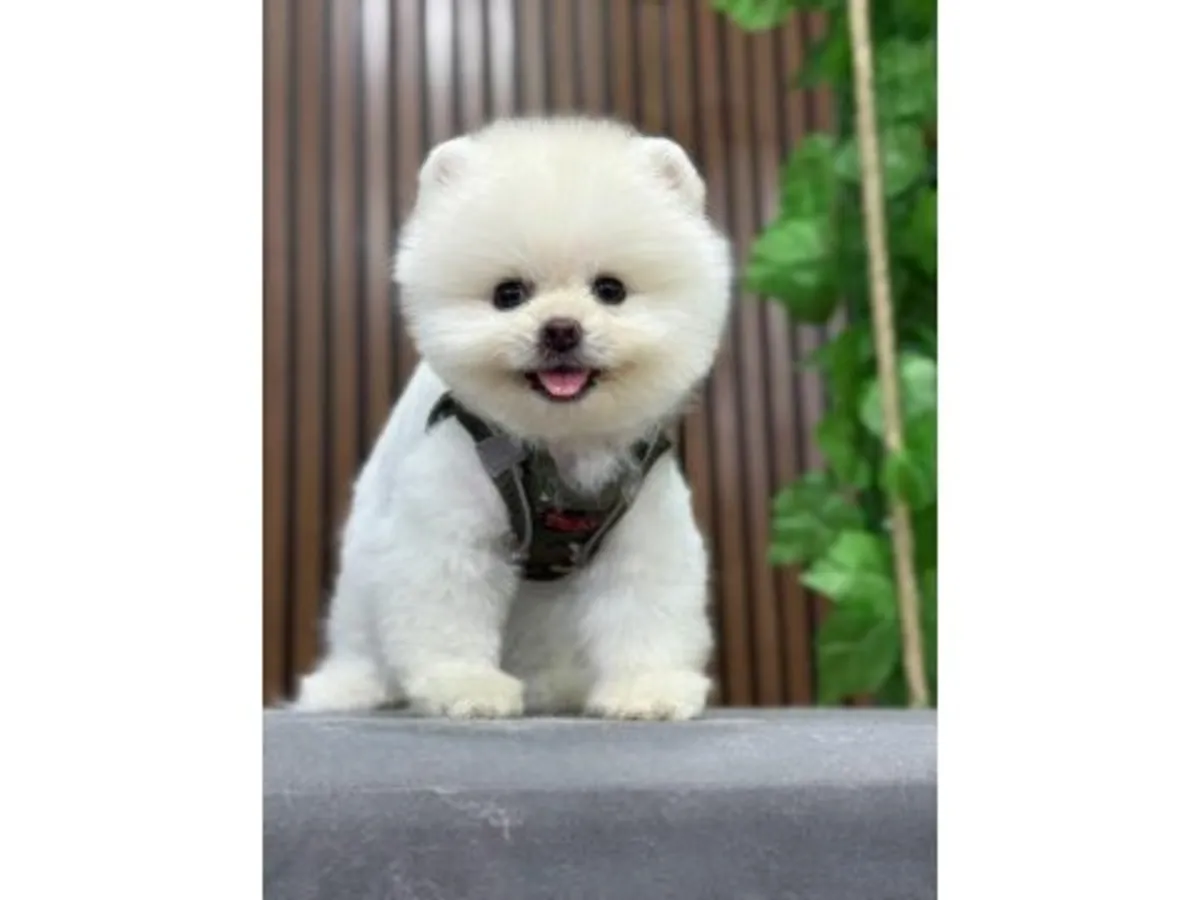 纯白博美犬性格活泼对人友好