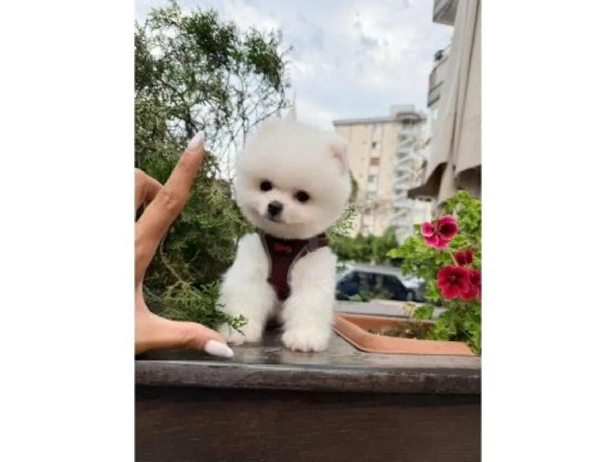 纯白博美犬性格活泼对人友好