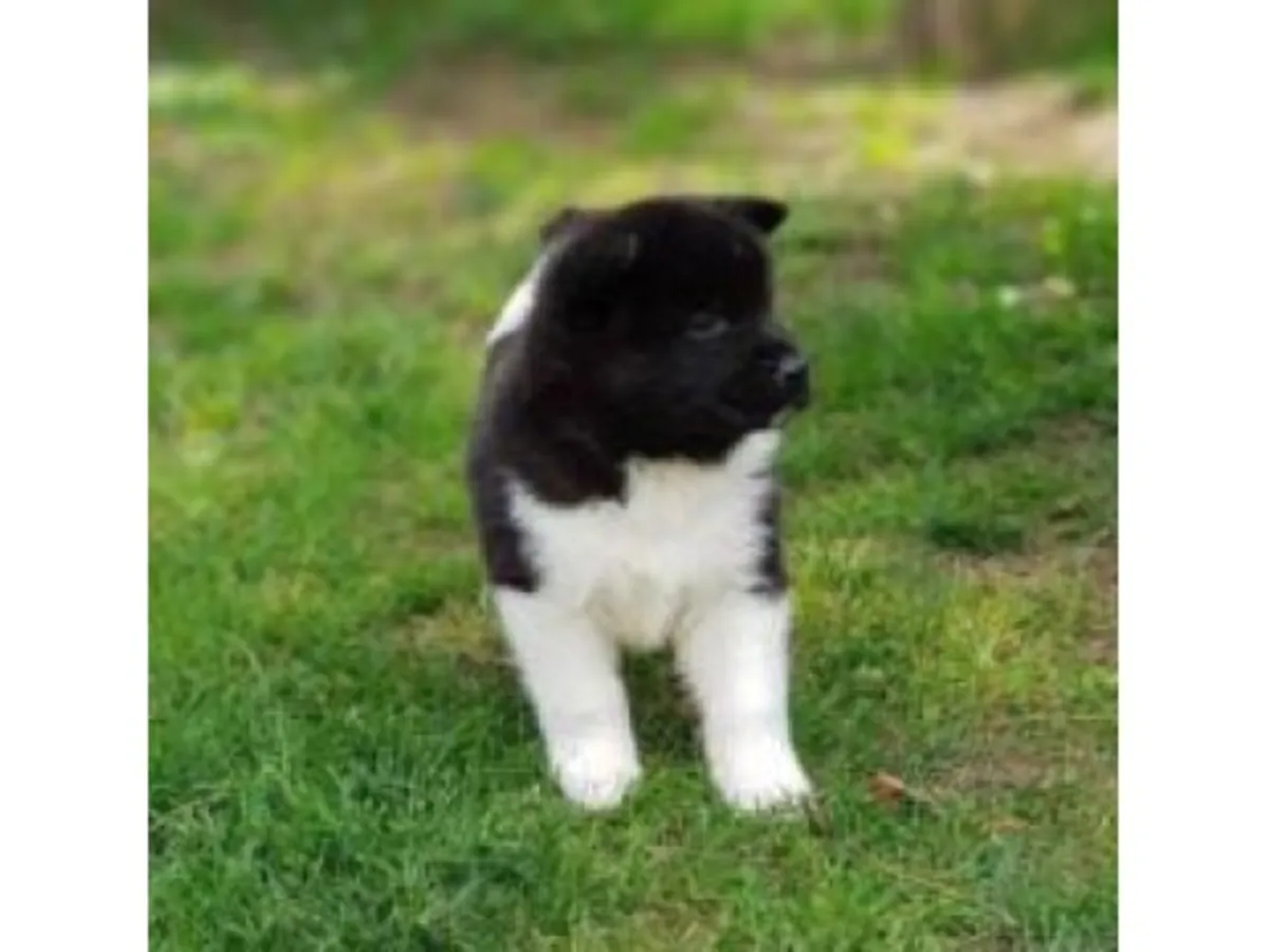 气质沉稳的秋田犬幼犬出售