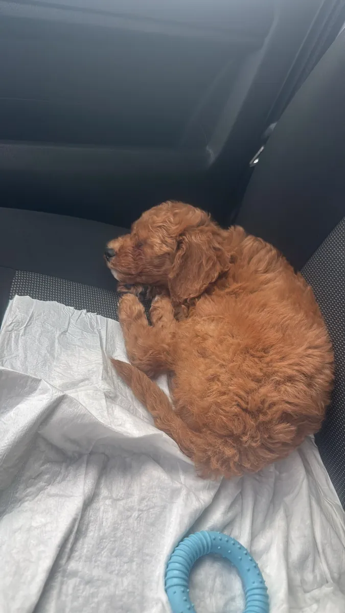 Fils de toy poodle