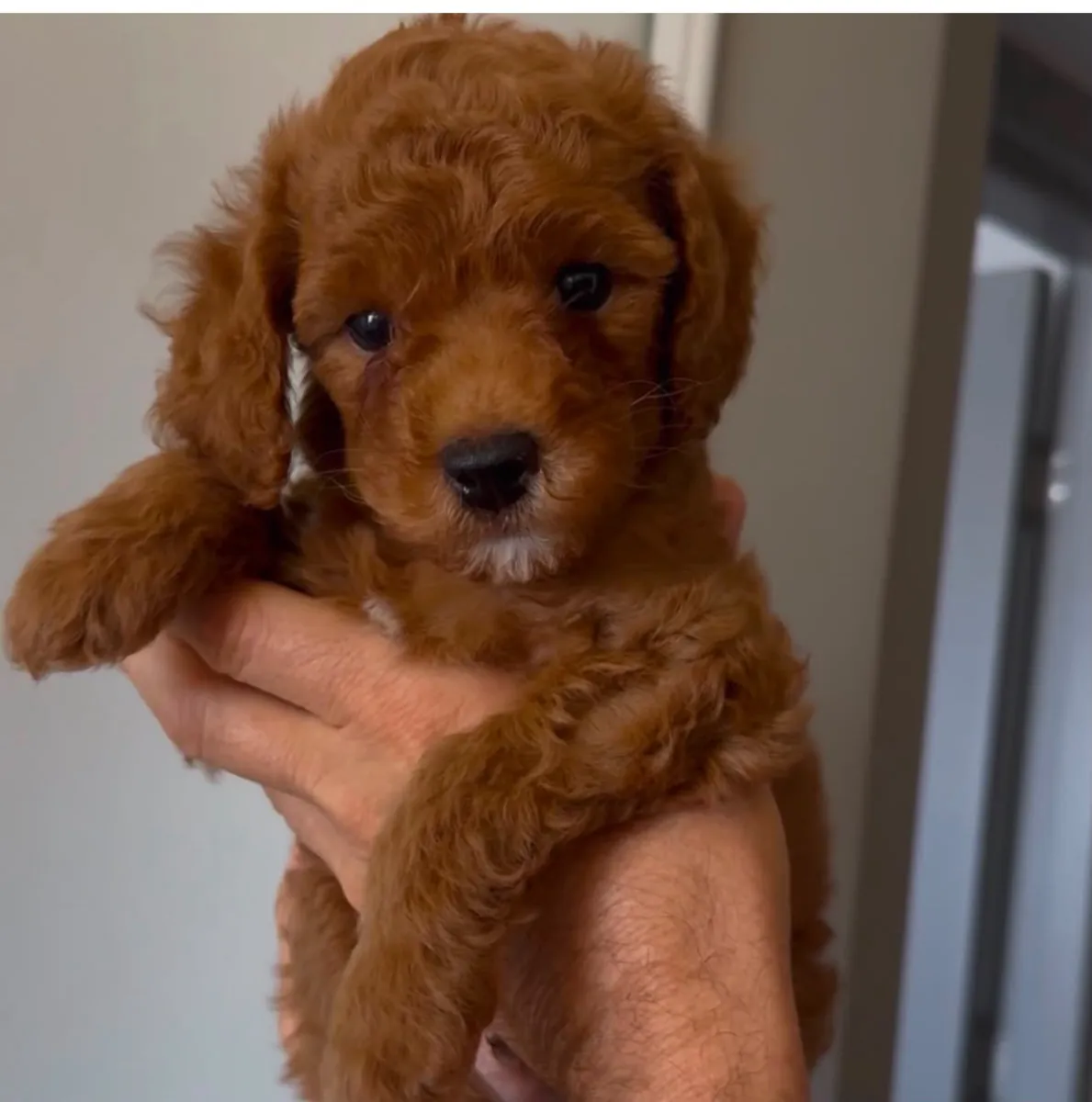 Fils de toy poodle
