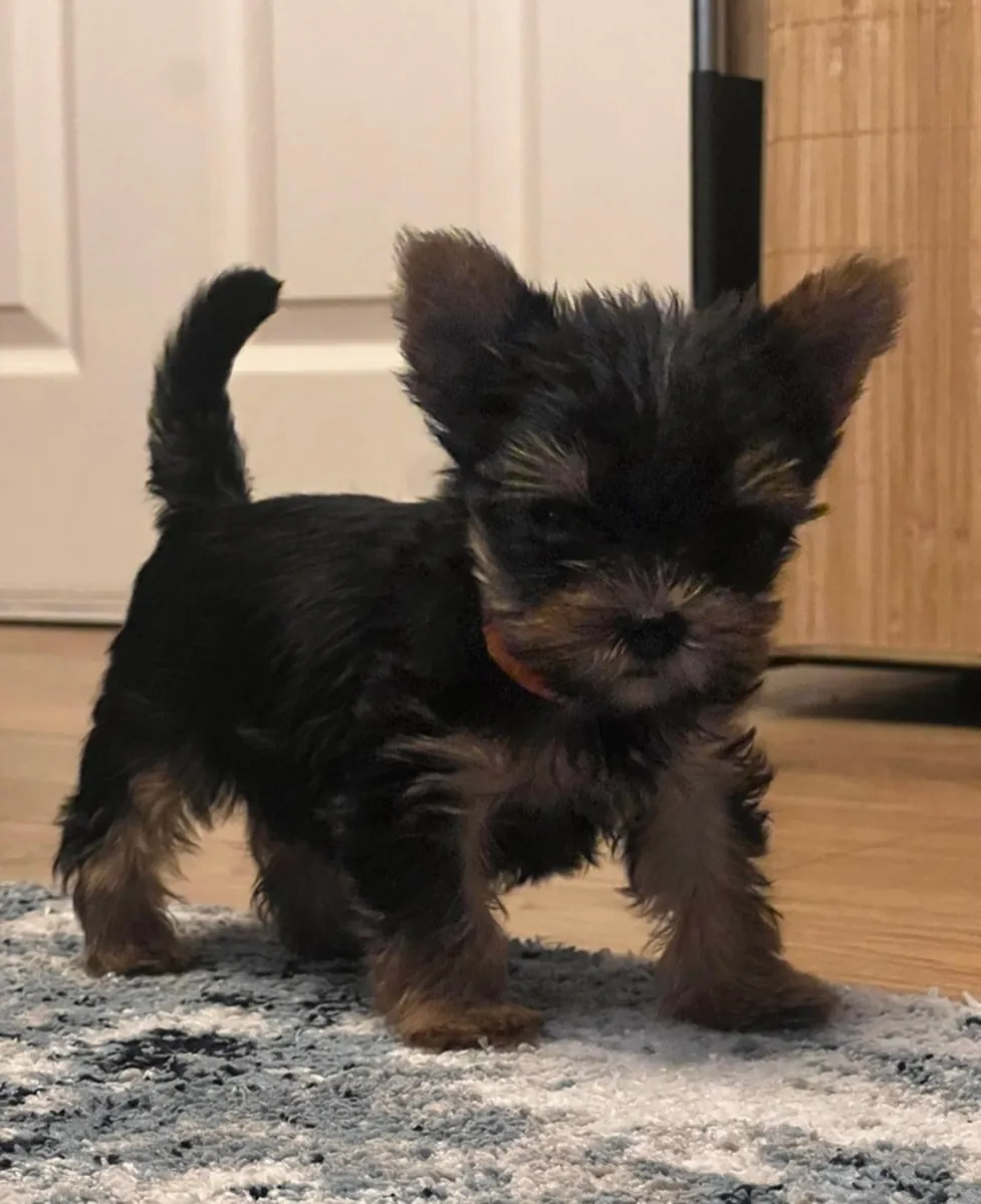 Yorkshire terrier