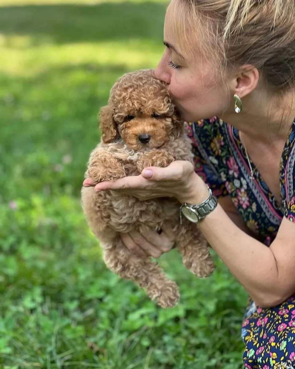 Cachorros Maltipoo en adopción