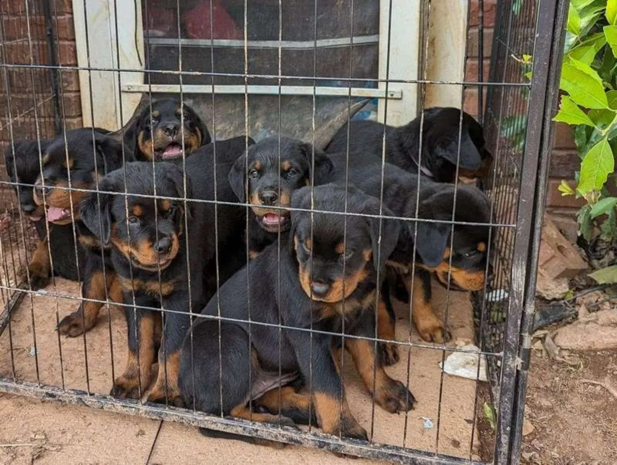 Rottweiler puppies ready for their new home.