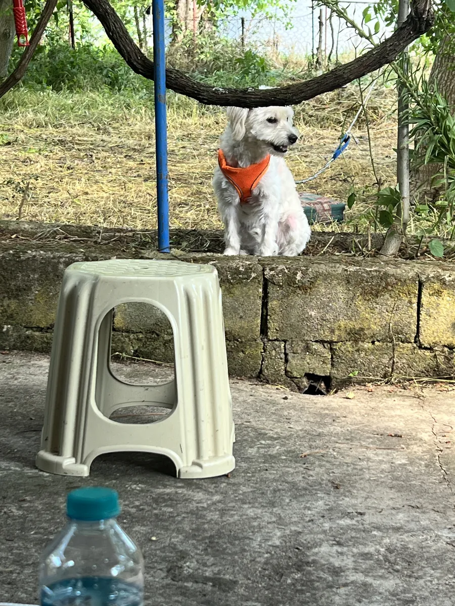 1 year old Maltese terrier