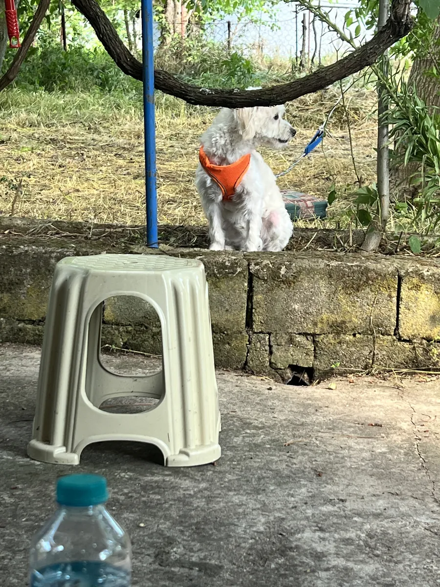 1 year old Maltese terrier