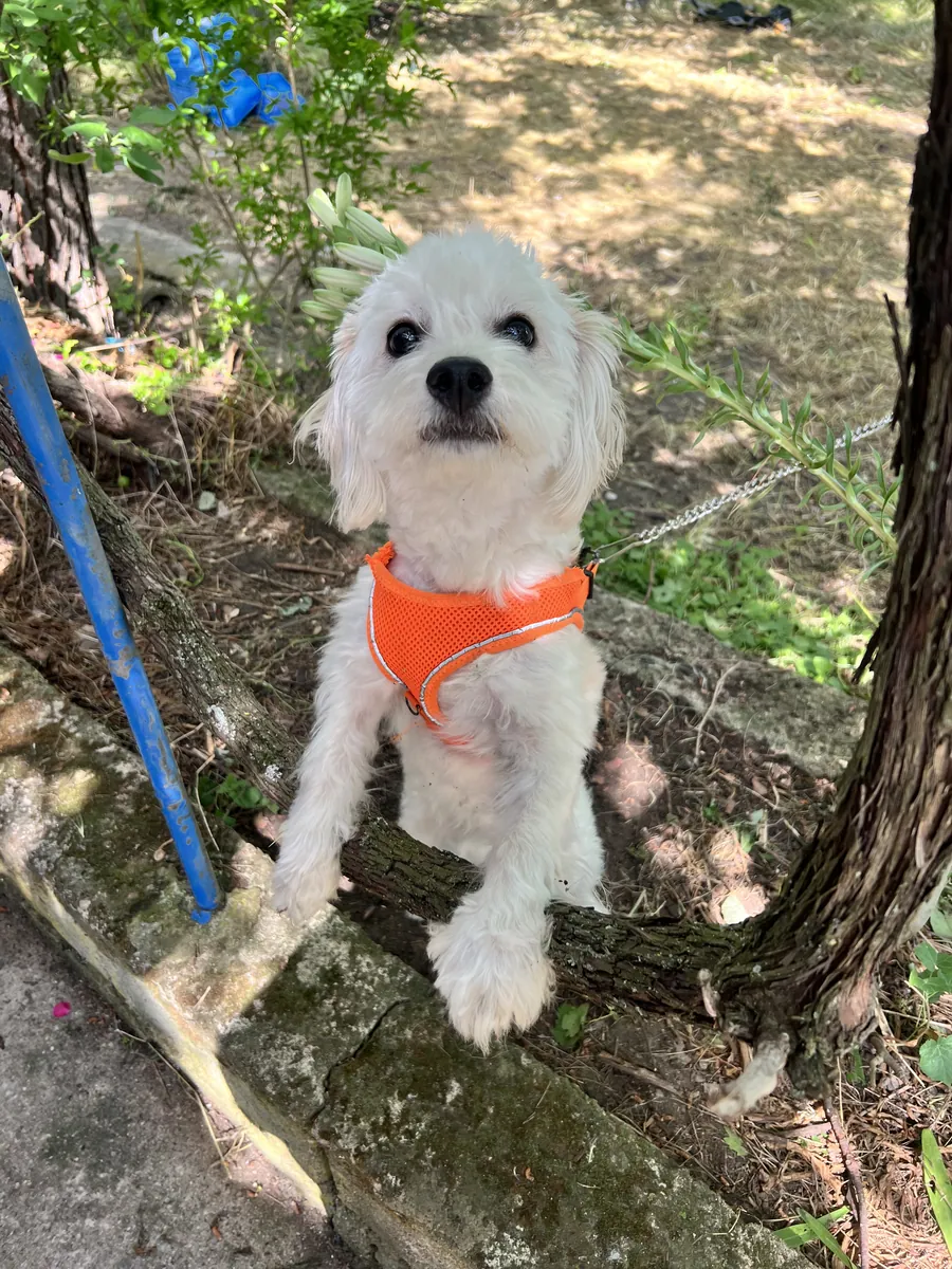 1 year old Maltese terrier