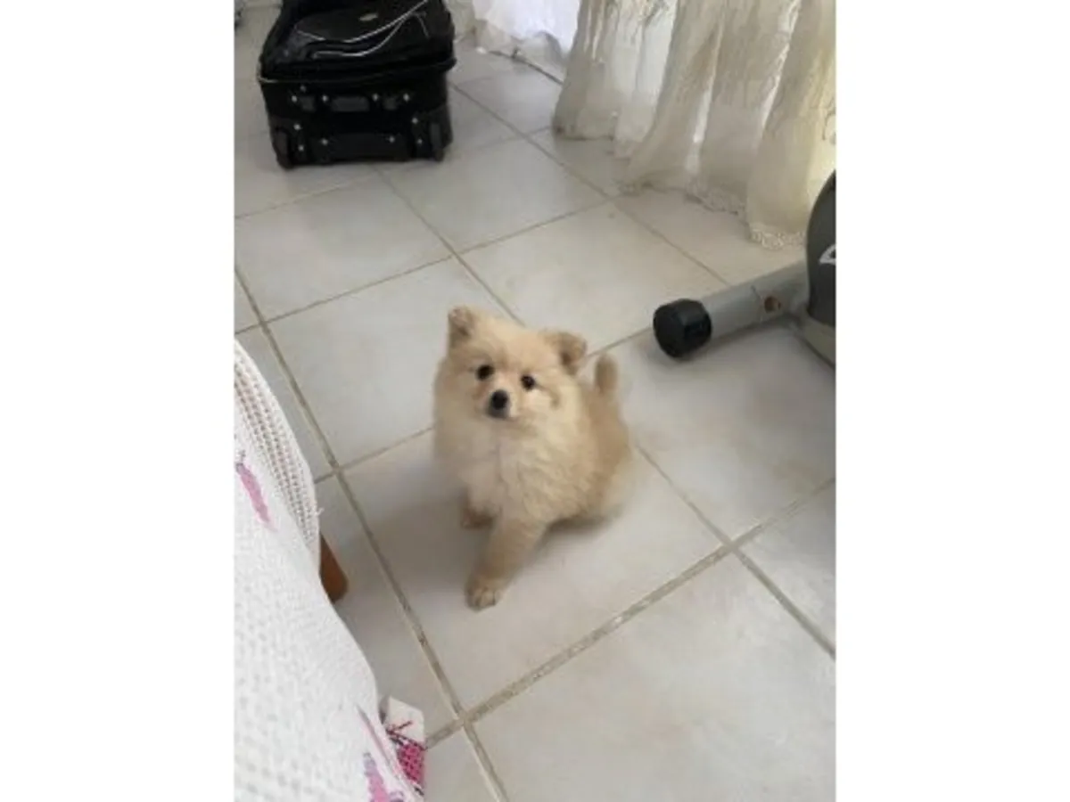 可爱白色博美犬寻找温暖家庭